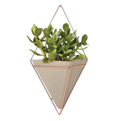 Chinese Evergreen